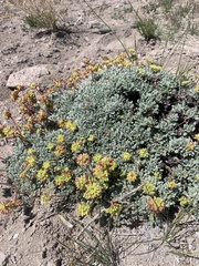 Eriogonum caespitosum