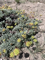 Eriogonum caespitosum