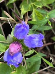 Gentiana catesbaei