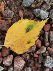 Stigmella luteella