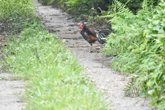 Gallus gallus murghi