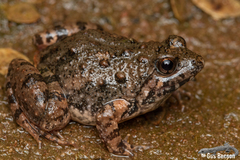 Phrynobatrachus natalensis