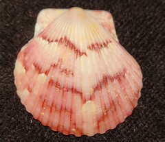 Argopecten gibbus