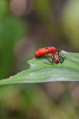 Pyrrhocoridae