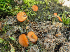 Scutellinia hirta