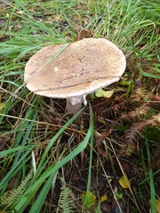 Amanita rubescens