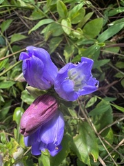 Gentiana catesbaei
