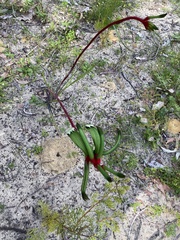 Anigozanthos manglesii