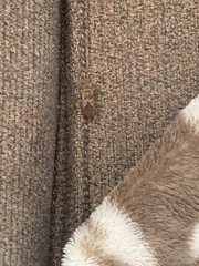 Leptoglossus occidentalis