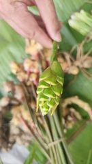 Zingiber officinale
