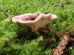 Hydnellum peckii