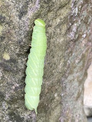Paonias excaecata