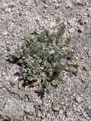 Astragalus calycosus calycosus