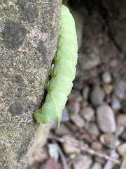 Paonias excaecata