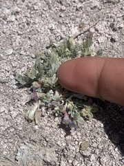 Astragalus calycosus calycosus