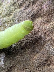 Paonias excaecata