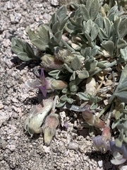 Astragalus calycosus calycosus