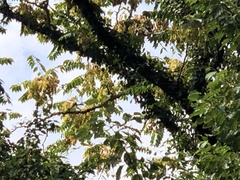 Ailanthus altissima
