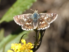 Muschampia alta