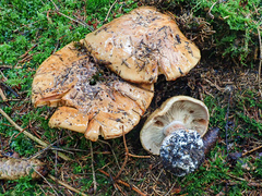 Cortinarius corrosus