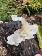 Tremella fuciformis