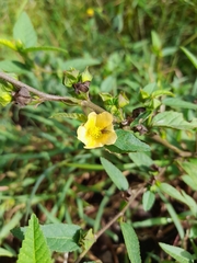 Sida ulmifolia