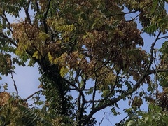 Ailanthus altissima