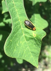 Acmaeodera flavomarginata