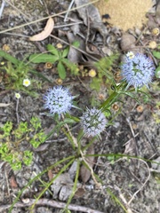 Eryngium pinnatifidum