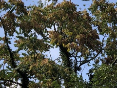 Ailanthus altissima