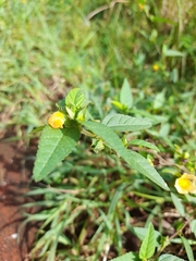 Sida ulmifolia