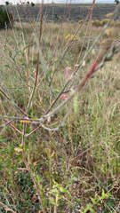 Oenothera curtiflora
