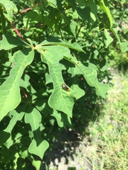 Acmaeodera flavomarginata