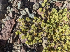 Euphorbia setiloba