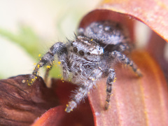 Phidippus asotus