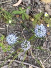 Eryngium pinnatifidum