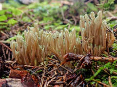 Ramaria apiculata