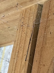 Emesaya brevipennis