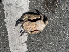 Trachemys stejnegeri