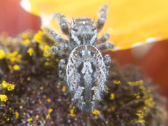 Phidippus asotus
