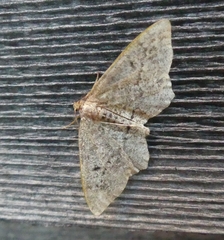 Hypagyrtis piniata
