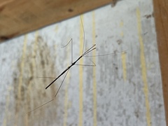 Emesaya brevipennis