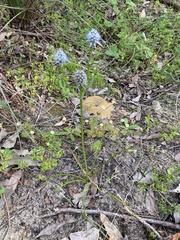Eryngium pinnatifidum