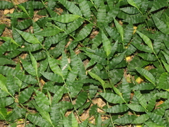 Oplismenus compositus