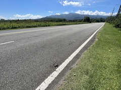 Trachemys stejnegeri