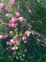 Erica spumosa