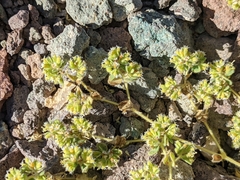 Euphorbia setiloba