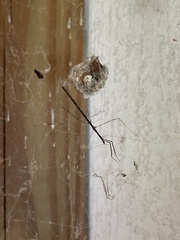 Emesaya brevipennis