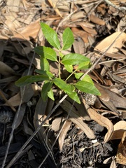 Zanthoxylum clava-herculis
