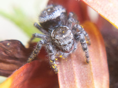 Phidippus asotus